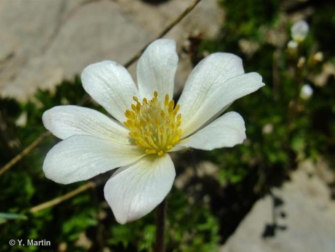 <i>Anemone baldensis</i> L., 1767 © 