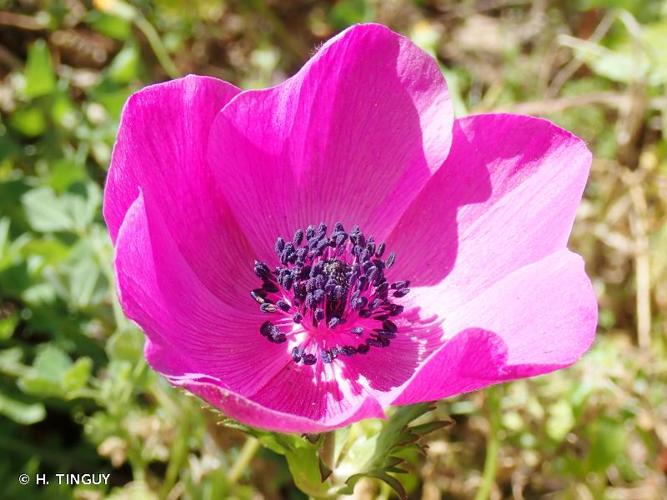 <i>Anemone coronaria</i> L., 1753 [nom. et typ. cons.] © H. TINGUY