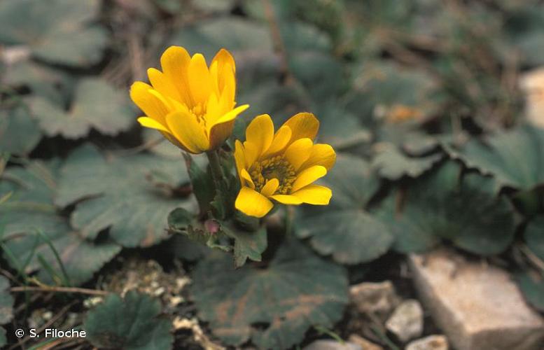 <i>Anemone palmata</i> L., 1753 © S. Filoche