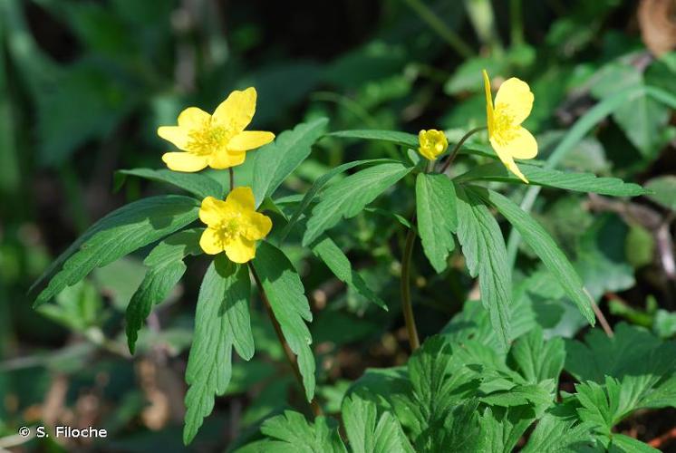 <i>Anemone ranunculoides</i> L., 1753 © S. Filoche