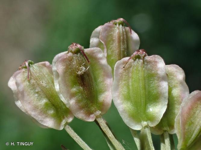 <i>Angelica sylvestris</i> L., 1753 © H. TINGUY