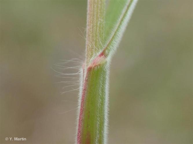 <i>Anisantha tectorum</i> (L.) Nevski, 1934 © 