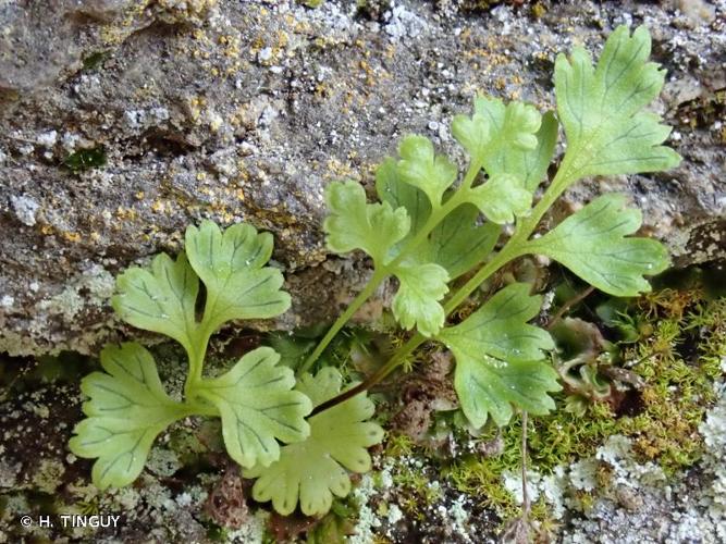 <i>Anogramma leptophylla</i> (L.) Link, 1841 © H. TINGUY