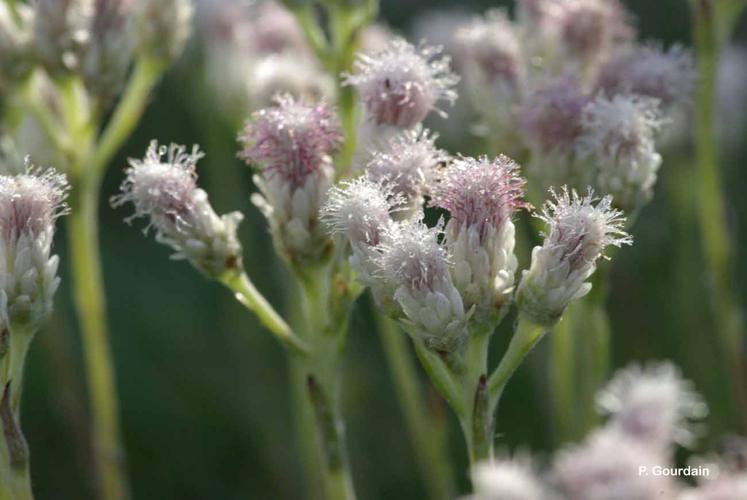 <i>Antennaria dioica</i> (L.) Gaertn., 1791 © P. Gourdain