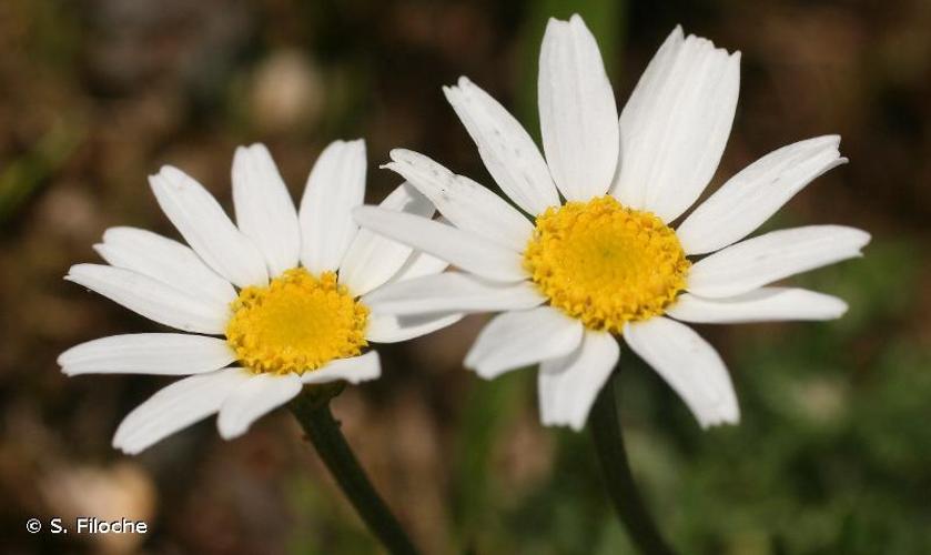 <i>Anthemis arvensis</i> L., 1753 © S. Filoche