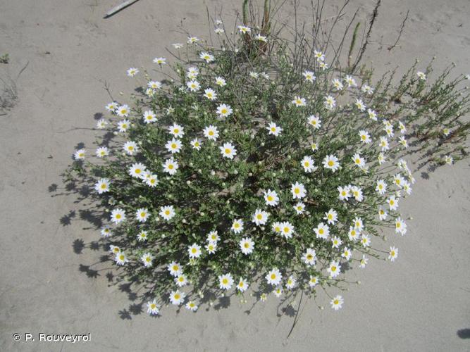 <i>Anthemis maritima</i> L., 1753 © P. Rouveyrol