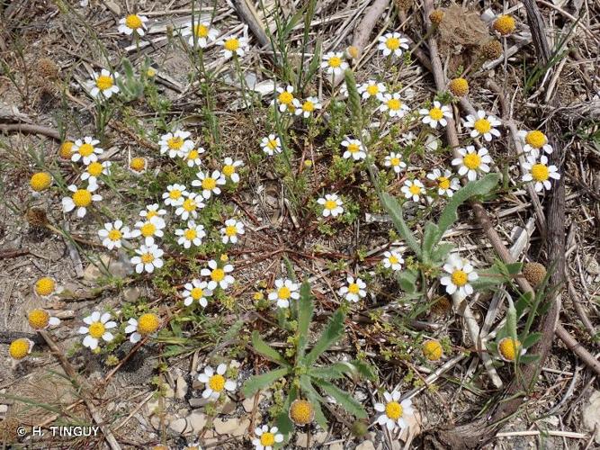 <i>Anthemis secundiramea</i> Biv., 1806 © H. TINGUY