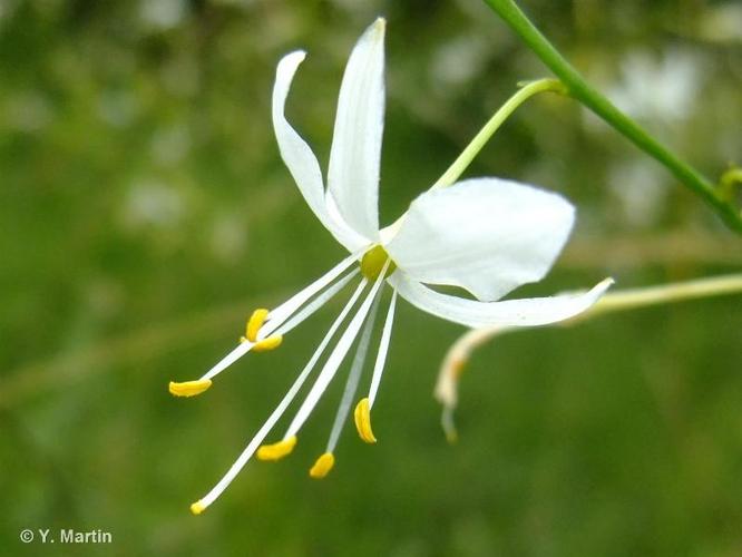 <i>Anthericum ramosum</i> L., 1753 © 