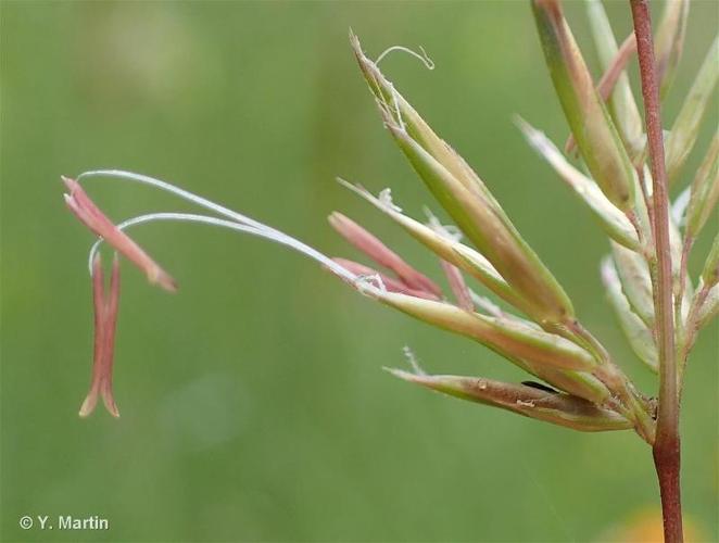 <i>Anthoxanthum odoratum</i> L., 1753 © 