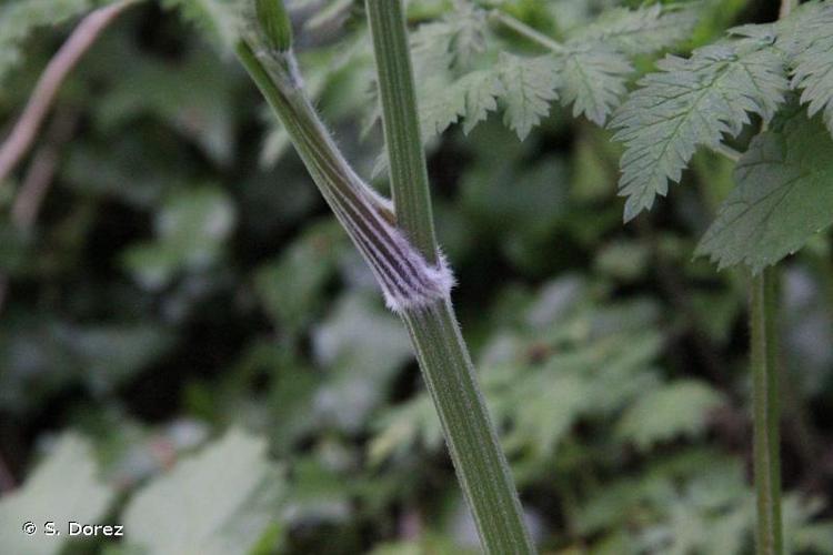 <i>Anthriscus sylvestris</i> (L.) Hoffm., 1814 © S. Dorez