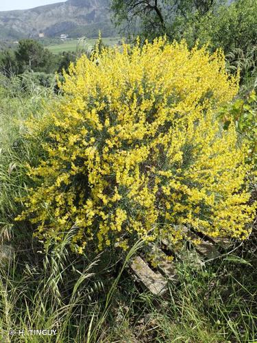 <i>Anthyllis cytisoides</i> L., 1753 © H. TINGUY