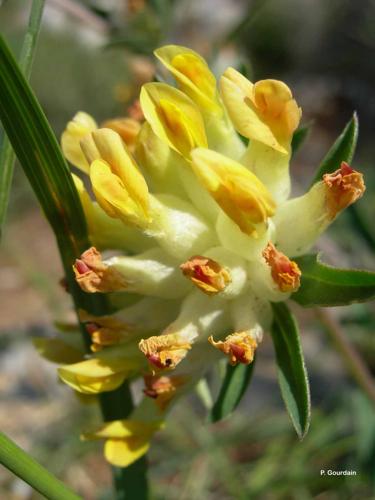 <i>Anthyllis vulneraria</i> L., 1753 © P. Gourdain