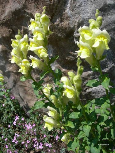 <i>Antirrhinum latifolium</i> Mill., 1768 © P. Gourdain