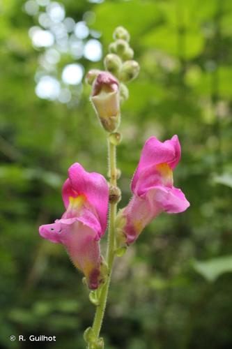 <i>Antirrhinum majus</i> L., 1753 © R. Guilhot