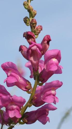 <i>Antirrhinum tortuosum</i> Bosc ex Lam., 1797 © S. Filoche