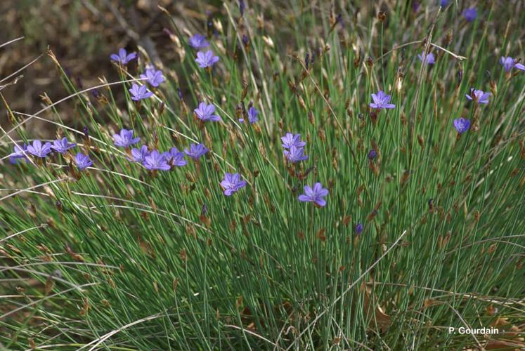 <i>Aphyllanthes monspeliensis</i> L., 1753 © P. Gourdain