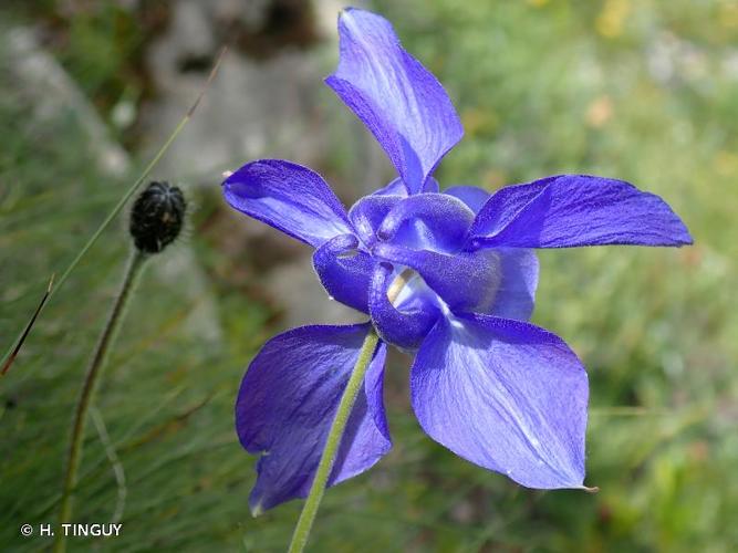 <i>Aquilegia alpina</i> L., 1753 © H. TINGUY