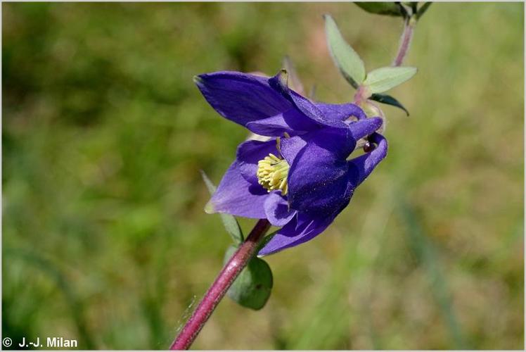 <i>Aquilegia vulgaris</i> L., 1753 © 