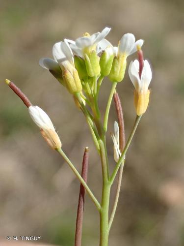 <i>Arabidopsis thaliana</i> (L.) Heynh., 1842 © H. TINGUY