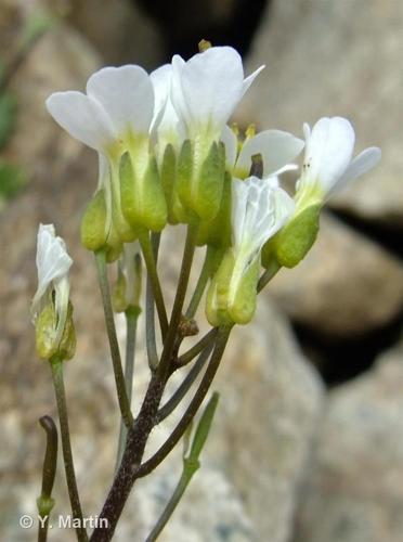 <i>Arabis alpina</i> L., 1753 © 