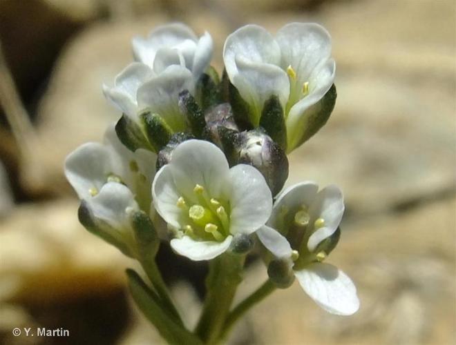 <i>Arabis caerulea</i> (All.) Haenke, 1789 © 