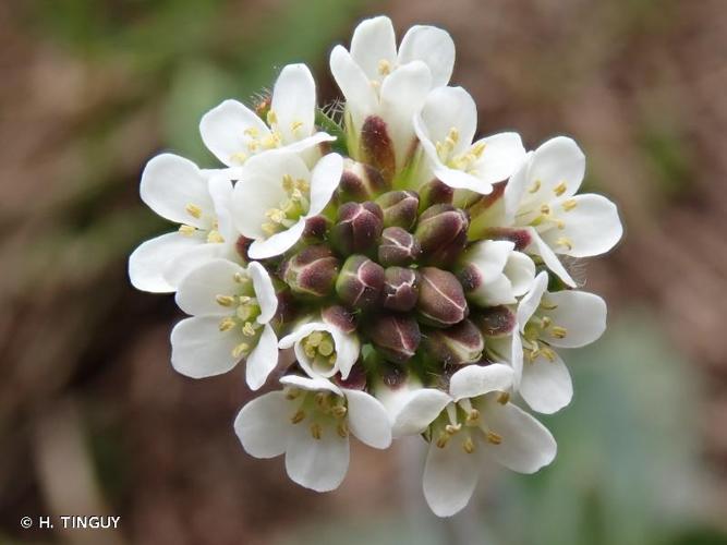 <i>Arabis ciliata</i> Clairv., 1811 © H. TINGUY