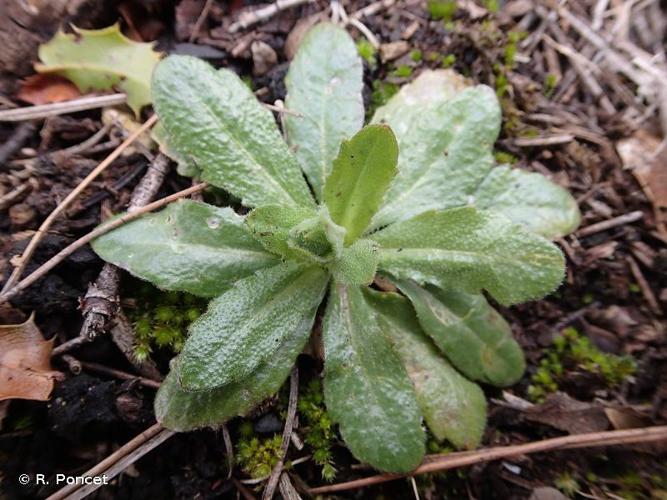 <i>Arabis hirsuta</i> (L.) Scop., 1772 © R. Poncet