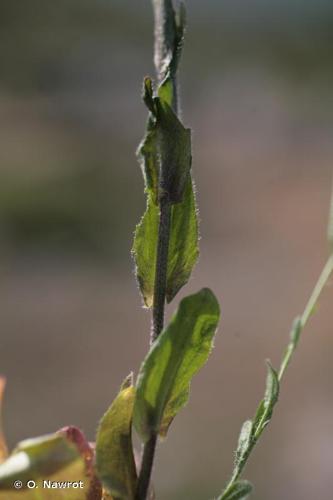 <i>Arabis sagittata</i> (Bertol.) DC., 1815 © O. Nawrot