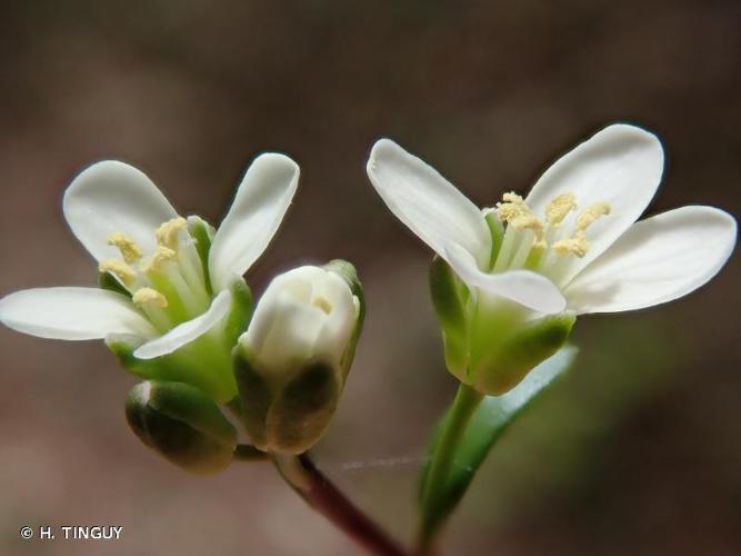 <i>Arabis scabra</i> All., 1773 © H. TINGUY