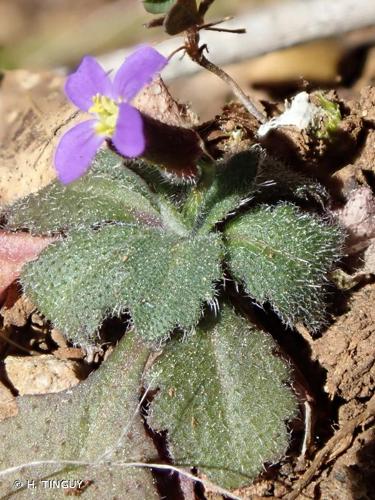 <i>Arabis verna</i> (L.) W.T.Aiton, 1812 © H. TINGUY