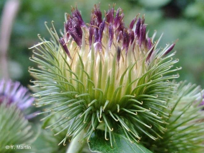 <i>Arctium lappa</i> L., 1753 © 