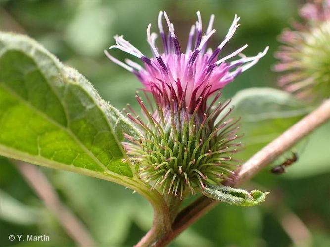 <i>Arctium minus</i> (Hill) Bernh., 1800 © 