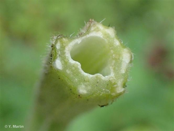 <i>Arctium nemorosum</i> Lej., 1833 © 