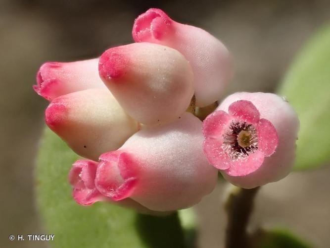 <i>Arctostaphylos uva-ursi</i> (L.) Spreng., 1825 © H. TINGUY