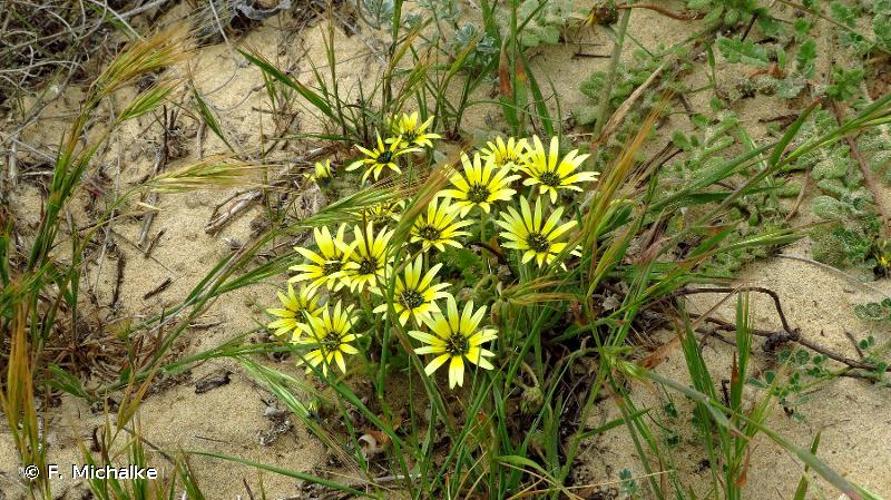 <i>Arctotheca calendula</i> (L.) Levyns, 1942 © F. Michalke