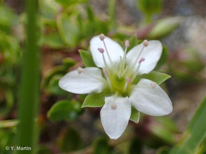 <i>Arenaria biflora</i> L., 1767 © 