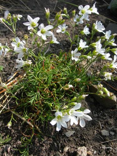 <i>Arenaria grandiflora</i> L., 1759 © P. Gourdain