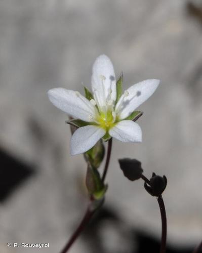 <i>Arenaria provincialis</i> Chater & G.Halliday, 1964 © P. Rouveyrol