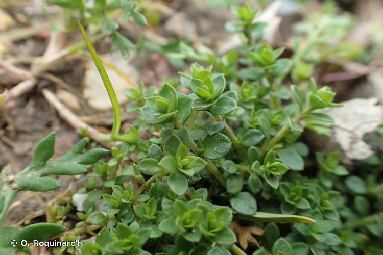 <i>Arenaria serpyllifolia</i> L., 1753 © O. Roquinarc'h