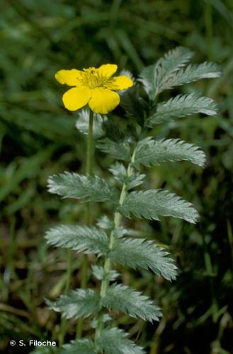 <i>Argentina anserina</i> (L.) Rydb., 1899 © S. Filoche