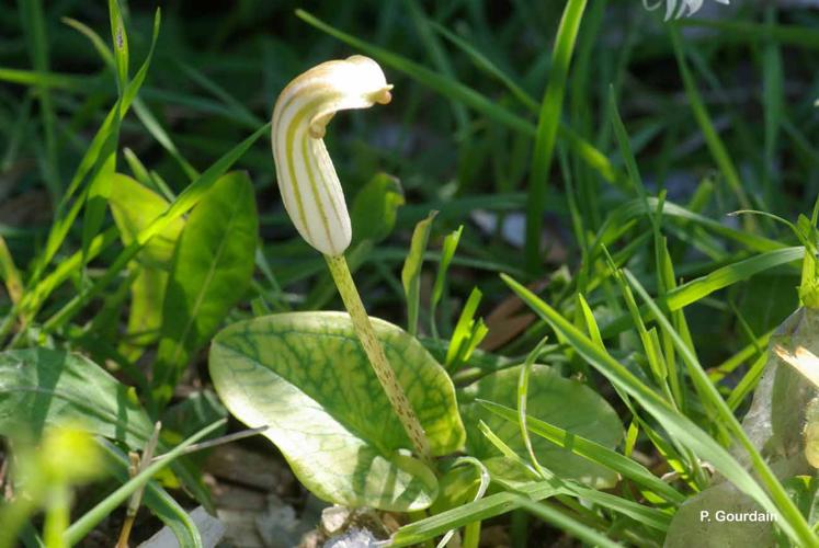 <i>Arisarum vulgare</i> O.Targ.Tozz., 1810 © P. Gourdain