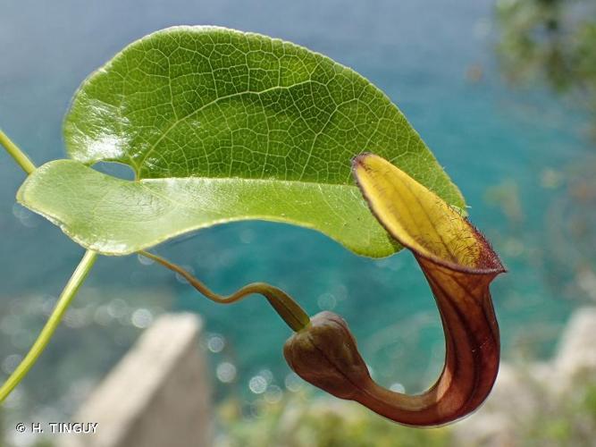 <i>Aristolochia altissima</i> Desf., 1799 © H. TINGUY