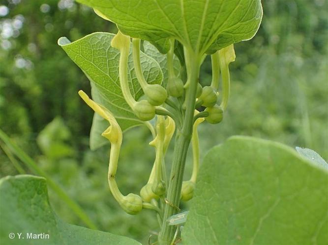 <i>Aristolochia clematitis</i> L., 1753 © 