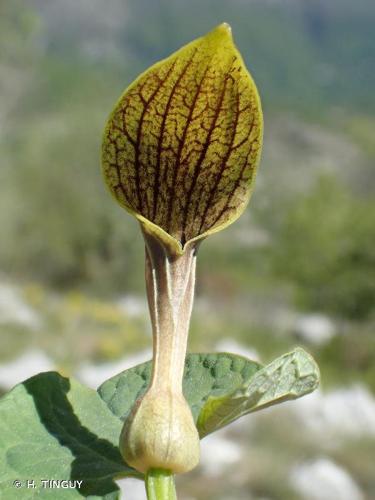 <i>Aristolochia pallida</i> Willd., 1805 © H. TINGUY