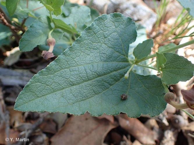 <i>Aristolochia pistolochia</i> L., 1753 © 