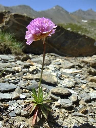 <i>Armeria alpina</i> Willd., 1809 © 