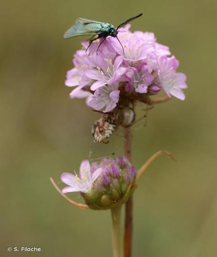 <i>Armeria arenaria</i> (Pers.) Schult., 1820 © S. Filoche