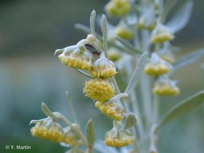 <i>Artemisia absinthium</i> L., 1753 © 