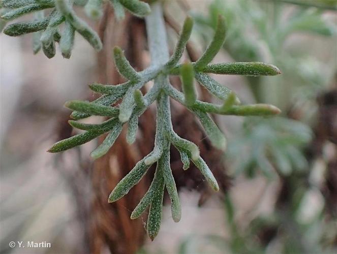 <i>Artemisia alba</i> Turra, 1764 © 