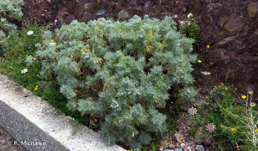 <i>Artemisia arborescens</i> (Vaill.) L., 1763 © F. Michalke